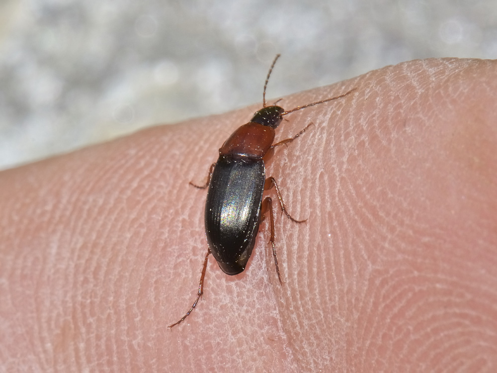 Calathus melanocephalus e C. cinctus